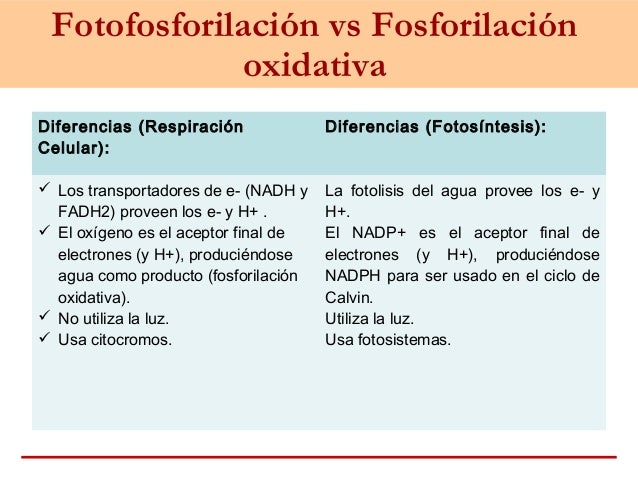 Fotosistema 1 y 2 diferencias 52 Fotosistema 1 y 2 diferencias 63